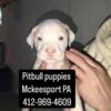 PITBULL PUPPIES FOR SALE MALE AND FEMALE