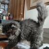 Male Persian kitten black smoke color