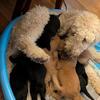 Labradoodle puppies