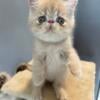 Cream tabby Exotic shorthair male kitten 