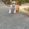 American Bully pups SOLD