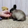 Gorgeous Purebred Netherland Dwarf male baby, handled daily, sweet, very healthy