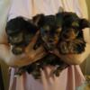 AKC Male Yorkie puppies