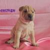 Apex 100%  Chinese Shar-Pei Female Puppies