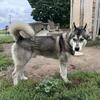 Siberian husky