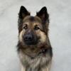 AKC German Shepherd Stud – Bear