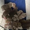 american bully puppies 
