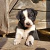 BORDER COLLIE PUPPIES