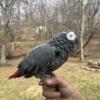 Beautiful male Congo African grey parrot
