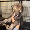 75% wolfdog puppies