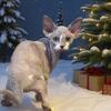 SOLD~Sphynx Blue tuxedo female 