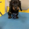 Dachshund PUppies for sale