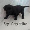 Labrador Puppies - AKC Registered