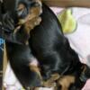 BEAUTIFUL MALE YORKIE PUPPIES FOR SALE!