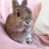 Netherland dwarf bunny tiny guy