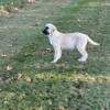 Anatolian Shepherd Pups (AKC) 