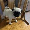 Pug Babies