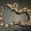 Colombian het. Anery Boa Male [M1]