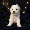 Toy poodles Reduced this week!