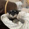 Non Shedding Mini Schnauzer pups