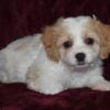 Cavachon Puppies