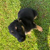 Purebred German Shepherd puppies 8wks old 