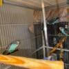 5 birds  available for adoption