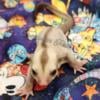 Sugar gliders lowered pricing!