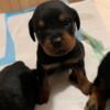 Purebred Rottweiler puppies ready for new homes!