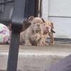 Puppies available