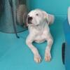 AKC white 5 month male pup