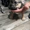 Male Sable and Female Merle AKC French bulldog