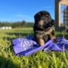 AKC German Shepherd Puppies