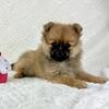 Pomeranian Puppies Ready Now 