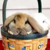 Holland lop and Plush lop bunnies