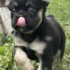 Pet only male full fluffy French bulldog