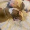 NKC registered American bulldog puppies