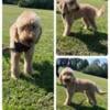 Goldendoodle Female Adult