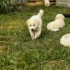 Great Pyrenees Puppies Ready for Their Forever Homes