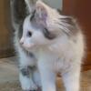 Maine Coon Kittens Available