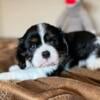 Two Litters Cavalier King Charles