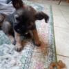 Shih Tzu/Terrier mix puppy for rehoming