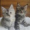 Imported Maine coons