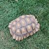 Sulcata Tortoise 