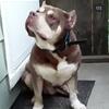 Chocolate Tri Color American Bully