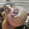 Trade snakes