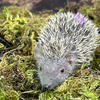 Lesser Hedgehog Tenrecs-