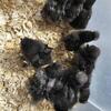 Silkies!!!