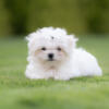 Maltese purebred puppy