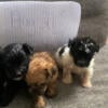 Shih poo puppies for sale